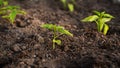 Greenhouse view with paprika seedlings in fertile soil